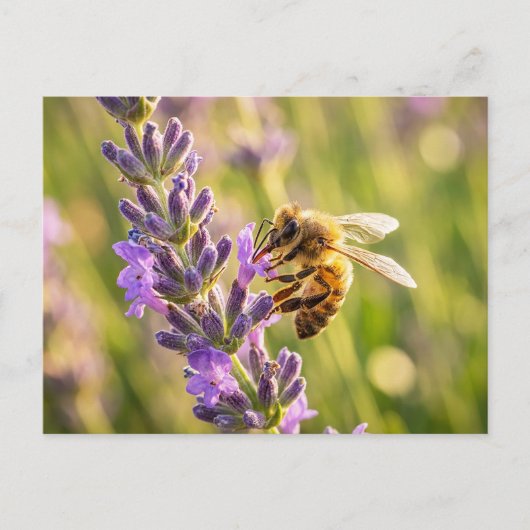 Biene auf Lavendel Postkarte (Vorderseite)