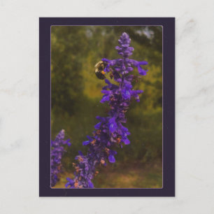 Biene auf Lavendel Postkarte