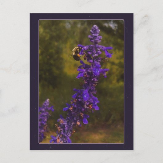 Biene auf Lavendel Postkarte (Vorderseite)
