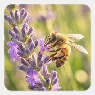Biene auf Lavendel Quadratischer Aufkleber