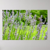 Biene auf Lavender Summer Floral Poster (Vorne)
