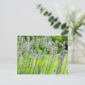 Biene auf Lavender Summer Floral Postkarte (Stehend Vorderseite)