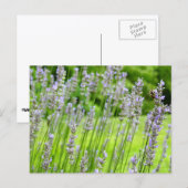 Biene auf Lavender Summer Floral Postkarte (Vorne/Hinten)
