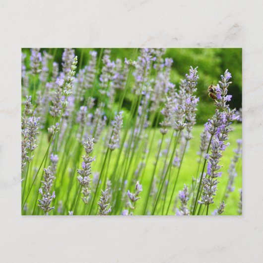 Biene auf Lavender Summer Floral Postkarte (Vorderseite)