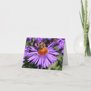 Biene auf lila Aster-Blüten-Fotografie