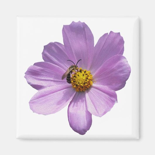 Biene auf lila Blume Magnet (Vorne)