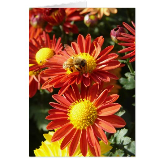 Biene auf Mums (Vorne)