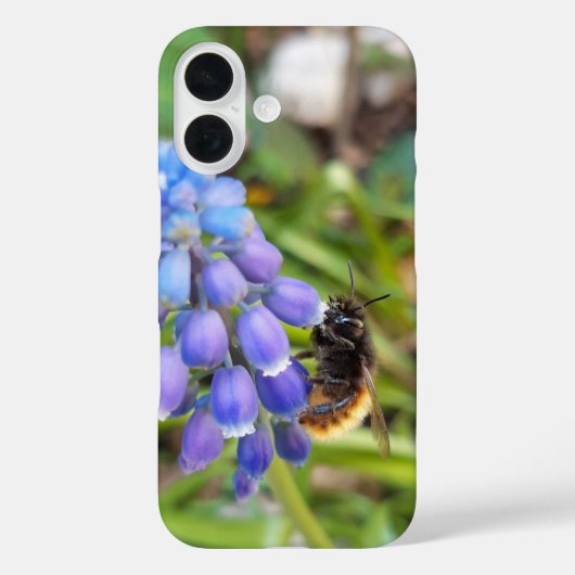Biene auf Muscari Armeniacum, TraubenHyakinth Case-Mate iPhone Hülle (Rückseite)