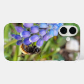 Biene auf Muscari Armeniacum, TraubenHyakinth Case-Mate iPhone Hülle (Rückseite (Horizontal))