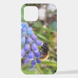 Biene auf Muscari Armeniacum, TraubenHyakinth iPhone 12 Hülle