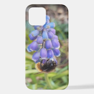 Biene auf Muscari Armeniacum, TraubenHyakinth iPhone 12 Hülle