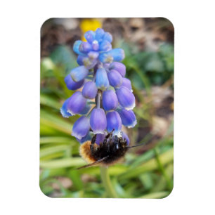 Biene auf Muscari Armeniacum, TraubenHyakinth Magnet