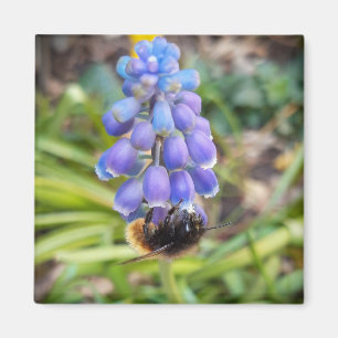 Biene auf Muscari Armeniacum, TraubenHyakinth Magnet