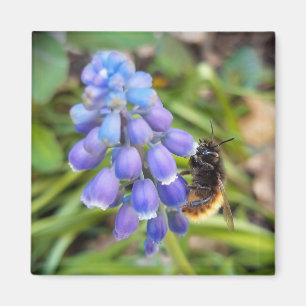 Biene auf Muscari Armeniacum, TraubenHyakinth Magnet