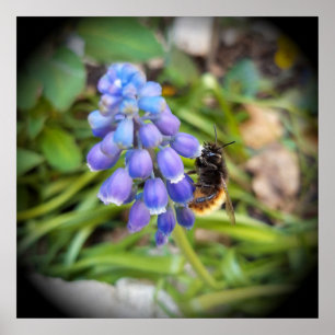 Biene auf Muscari Armeniacum, TraubenHyakinth Poster