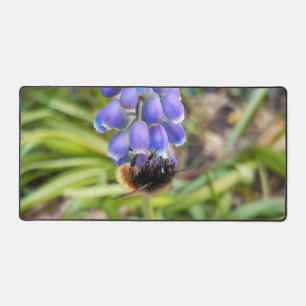 Biene auf Muscari Armeniacum, TraubenHyakinth Schreibtischunterlage