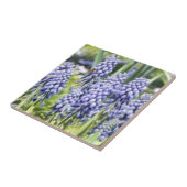Biene auf Muscari-Blumen Fliese (Seite)
