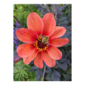 Biene auf Orange Dahlia Bloom Floral Fotodruck (Vorne)