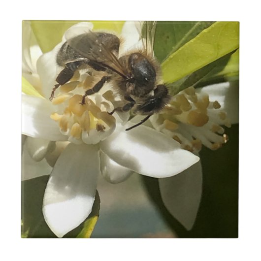 Biene auf Orangenblüte Fliese (Vorderseite)