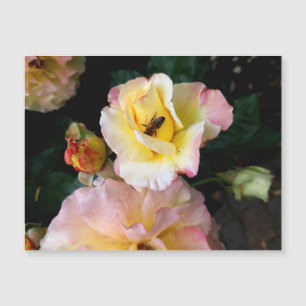 Biene auf rosa Gelben Rosen Blume Magnetkarte