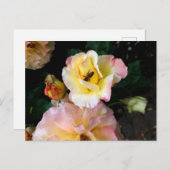 Biene auf rosa Gelben Rosen Blume Postkarte (Vorne/Hinten)