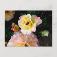 Biene auf rosa Gelben Rosen Blume