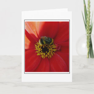Biene auf roter Blume Grußkarte Karte