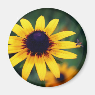 Biene auf Schwarzaugiger Susanne Blume Natur  Magnet