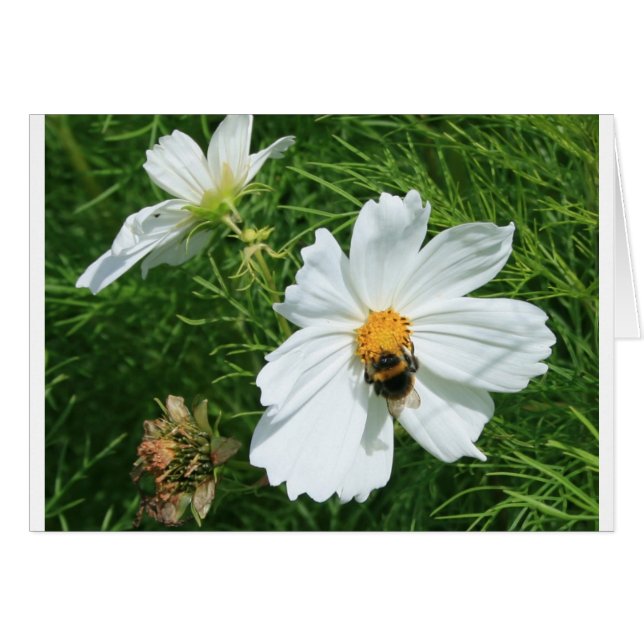 Biene auf weißer Blume (Vorderseite (Horizontal))