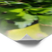 Biene auf weißer Blume Poster (Ecke)