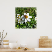 Biene auf weißer Blume Poster (Küche)