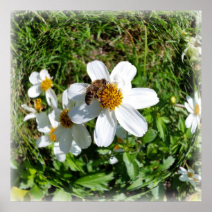Biene auf weißer Blume Poster