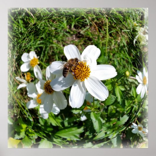 Biene auf weißer Blume Poster (Vorne)