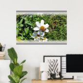 Biene auf weißer Blume Poster (Heimbüro)