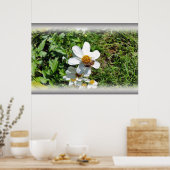 Biene auf weißer Blume Poster (Küche)