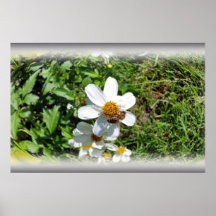 Biene auf weißer Blume Poster