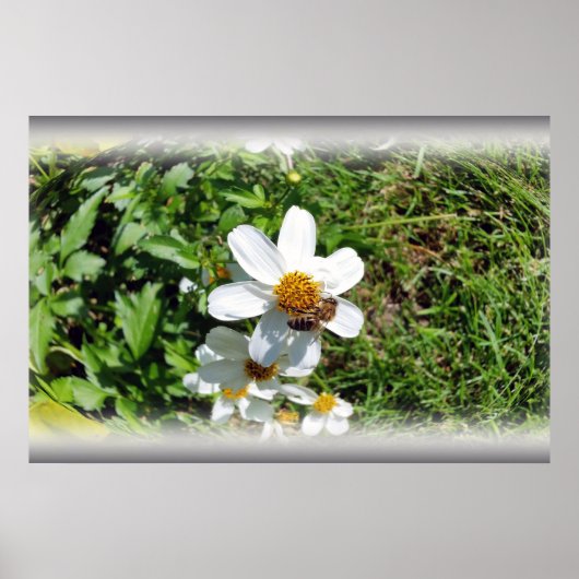 Biene auf weißer Blume Poster (Vorne)