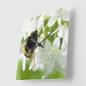 Biene auf weißer Blume Quadratische Wanduhr (Winkel)