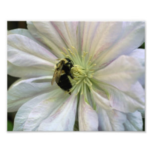 Biene auf White Clematis Blume 8x10 Natur Fotodruck
