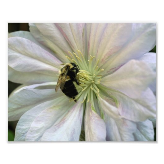 Biene auf White Clematis Blume 8x10 Natur Fotodruck (Vorne)