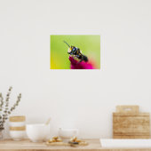 Biene auf Zelosia-Blume Poster (Küche)