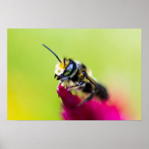 Biene auf Zelosia-Blume Poster