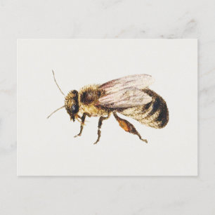Biene aus Studien über neun Insekten, Jan van Kess Postkarte