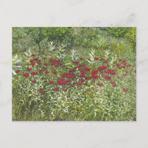 Biene Balm (Bergamont) im August Postkarte