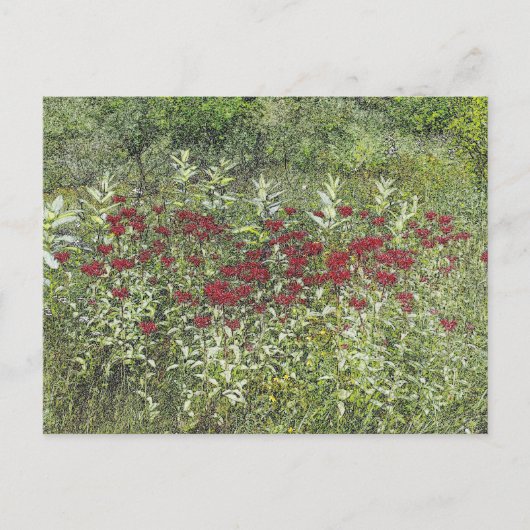 Biene Balm (Bergamont) im August Postkarte (Vorderseite)