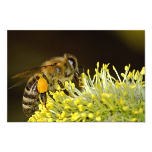 Biene bei der Arbeit Fotodruck