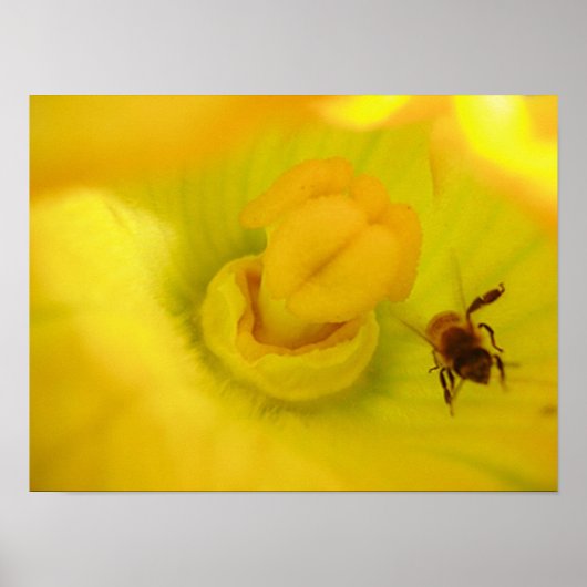 Biene bei Yellow Zucchini Blume Small Poster (Vorne)