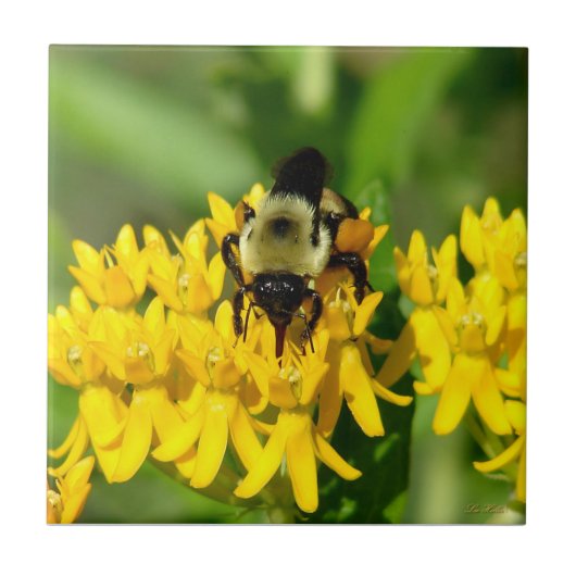 Biene beim Feiern auf Schwalbenwurz-Wildblumen Fliese (Vorderseite)