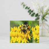 Biene beim Gelage auf Schmetterlingskraut-Wildblum Postkarte (Stehend Vorderseite)