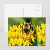 Biene beim Gelage auf Schmetterlingskraut-Wildblum Postkarte (Vorne/Hinten)